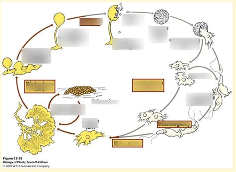 Life Cycle of Myxomycetes Diagram | Quizlet