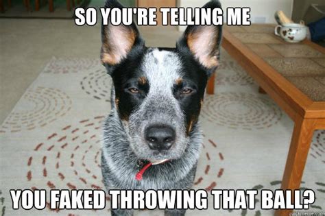 Pin By Zeneli Willard On Humor Funny Animal Pictures Blue Heeler