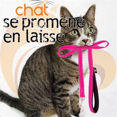 Comment Promener Son Chat En Laisse