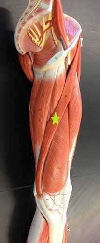 Leg Muscle Model Somso Bio Flashcards Quizlet