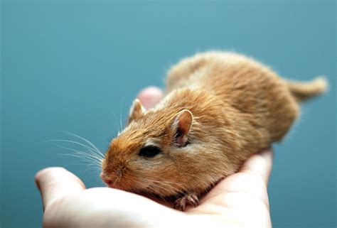 Cute Little Gerbil Free Stock Photo - Public Domain Pictures