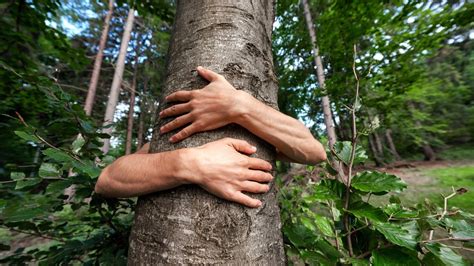 Considerando As Responsabilidades Relativas Ao Meio Ambiente Podemos Afirmar Que