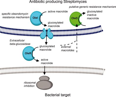 The Crystal Structure Of Two Macrolide Glycosyltransferases Provides A