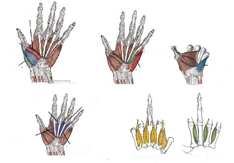 (Anatomy) Muscles in the hand Diagram | Quizlet