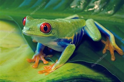 Rana De Rbol De Ojos Rojos En Hojas Coloridas