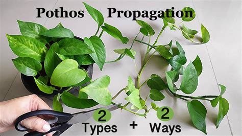 Propagating Money Plant Golden Pothos And Njoy Pothos In Water From Cuttings Stemleaf