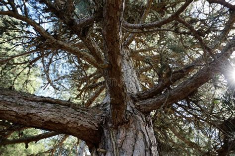 Corsican Laricio Pine Tree In The Mountain Slope Forested Stock Image