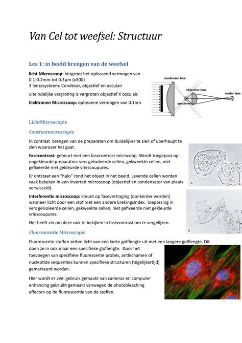 Structuur Samenvatting Van Cel Tot Weefsel Structuur Les 1 In Beeld