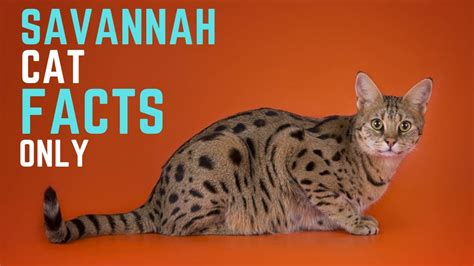 SAVANNAH CAT BREED: The Facts You Need to Know – HousePetsCare.com