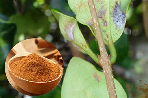 7 Surprising Ways To Use Cinnamon In The Garden Garden Benefits Of