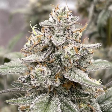 Illuminauto Tinto De Verano Strain Info Illuminauto Tinto