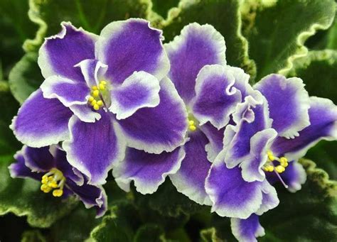 20 Different African Violet Varieties With Photos Garden Lovers