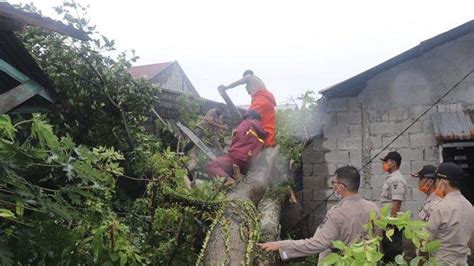 Selama Cuaca Buruk Di Kota Padang Bpbd Terima Laporan Pohon Tumbang