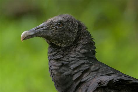 Black Vulture | Audubon Field Guide