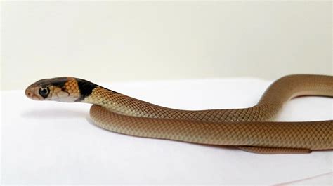 Warnings after baby brown snake picked up by cafe worker | Queensland Times