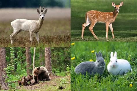 300 Animales del bosque que quizás no conocías