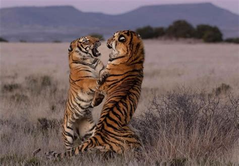 tiger canyon private game reserve  philippolis  state