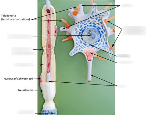 Neuron Model Diagram | Quizlet