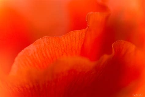 rot forum fuer naturfotografen