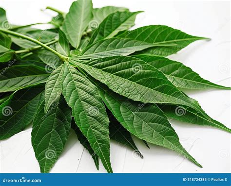 The Health Benefits And Toxicity Of Fresh Japanese Cassava Leaves A Comprehensive Guide Stock