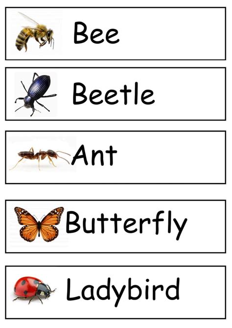 Flashcards - insects | PDF