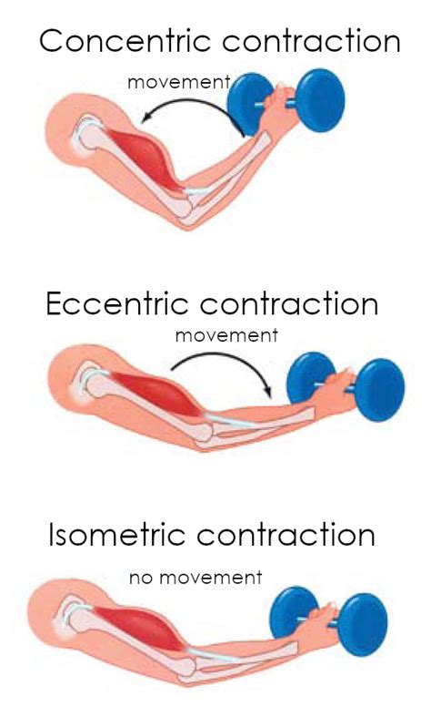 Types Of Muscle Contraction