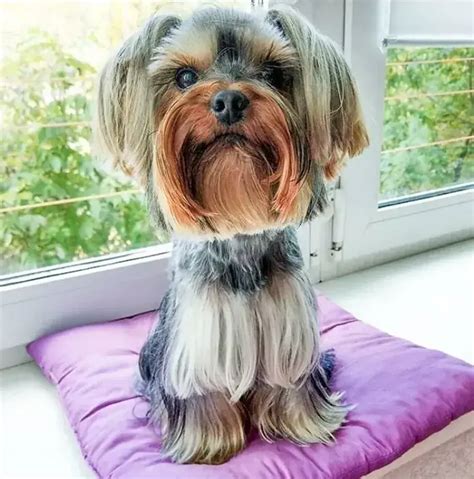 Yorkie Haircuts: 10+ Cool Yorkshire Terrier Hairstyles - Pets Nurturing