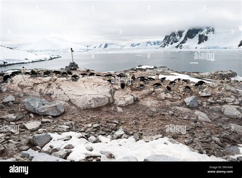 PETERMANN ISLAND, Antarctica — A group of Adelie penguins (Pygoscelis ...