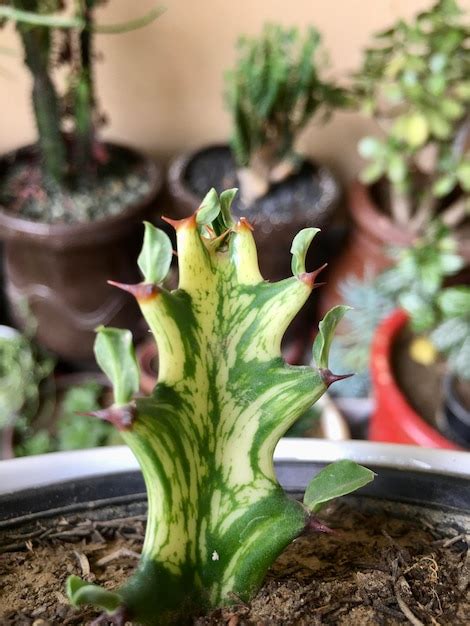 Premium Photo Euphorbia Trigona Variegated Plant Closeup View