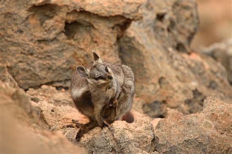 Black Flanked Rock Wallaby Petrogale Lateralis Yardie Cr Flickr