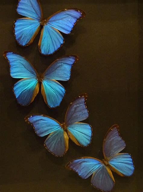 Giant Blue Butterfly Taxidermy Collection Morpho Didius In Display