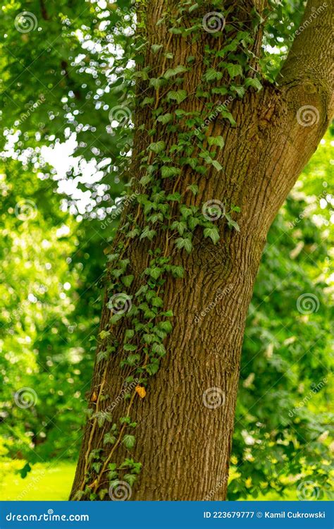 Tree Overgrown With Ivy In The Park Stock Image Image Of Overgrown