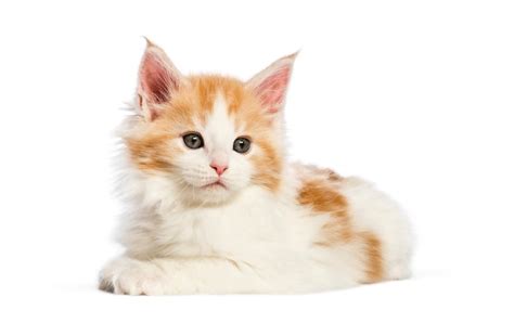 Gatinho Maine Coon Semanas De Idade Em Frente A Um Fundo Branco