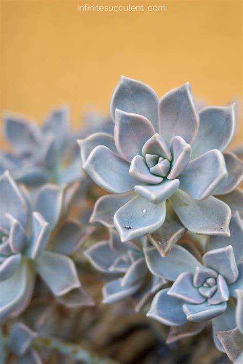 Plant Of The Month Archive Graptopetalum Paraguayense Infinite