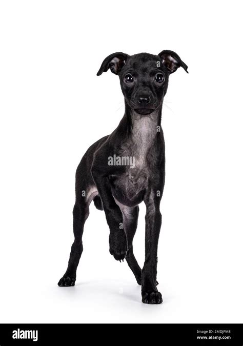 Cute Italian Greyhound Aka Italian Sighthound Pup Standing Facing Front With One Paw Lifted