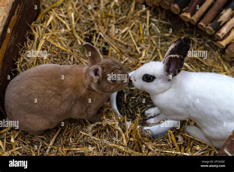 Brown And White Rabbits Sniffing Each Other Close Up Stock Photo Alamy