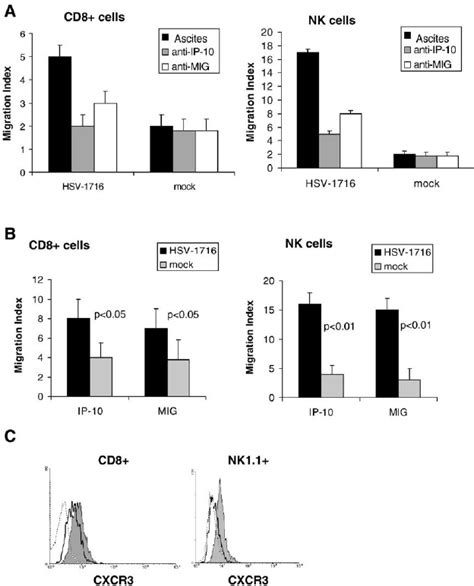 Chemoattraction Of CD8 T And NK Cells By HSV 1716 A Chemotaxis Of