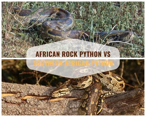 African Rock Python - Facts About the Largest Snake in Africa