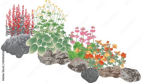 Pond plants or rockery edging plants Stock Vector | Adobe Stock