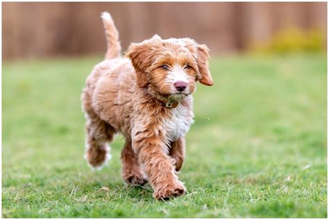 Australian Labradoodle Puppies