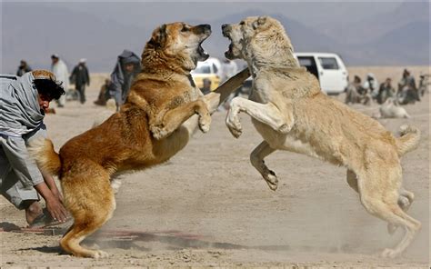 Kangal dog Personality, Temperament and HD pictures