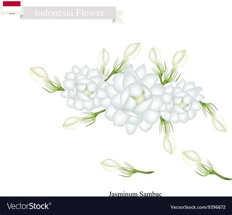 What Is The National Flower Of Indonesia | Best Flower Site