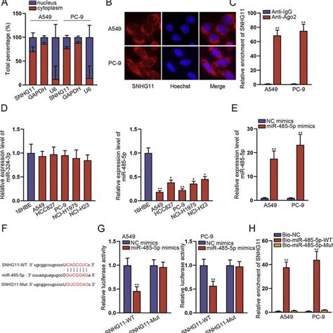 Snhg11mir 485 5pbsg Axis Contributed To Nsclc Cell Growth A Cck 8