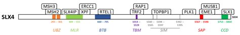 Cancers Free Full Text Parp Inhibitors And Proteins Interacting