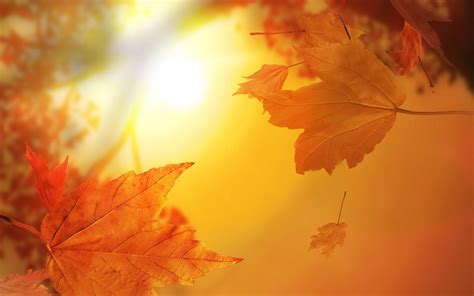 Autumn Leaves Mac Wallpaper Download Allmacwallpaper