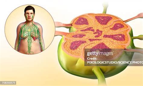 Lymph Node 3d Render Photos And Premium High Res Pictures Getty Images