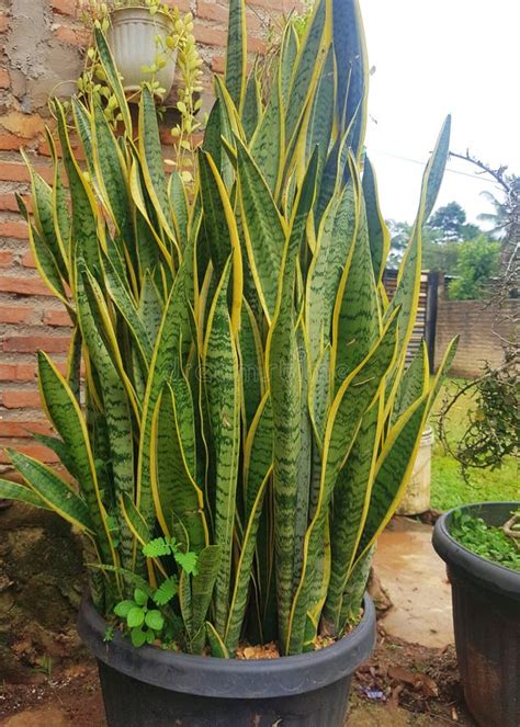 Dracaena Trifasciata Is A Species Of Flowering Plant Known As The