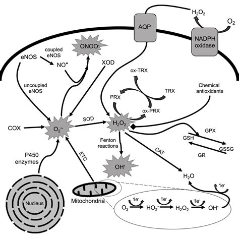 Mechanism Of Ros Production And Neutralization In Eukaryotic Cells