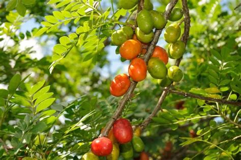 Como Cultivar Seriguela E Aumentar A Produtividade Do Fruto Tropical