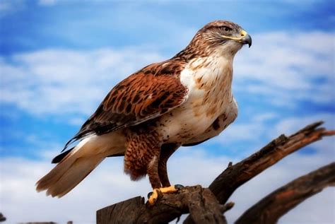 Ferruginous Hawk - Facts, Size, Diet, Pictures - All Animal Facts